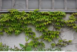 Photo Textures of Ivy